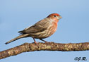 Carpodacus mexicanus